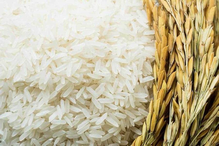 حنيفات يكشف أسباب عدم زراعة القمح والأرز في الأردن