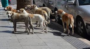 معضلة الكلاب الضالة في الأردن.. هل ضللنا طريق الحلّ أم أن الكلب ابن الكلب يتمتع بالحصانة؟ #عاجل