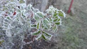 تحذير من الانجماد والصقيع #عاجل