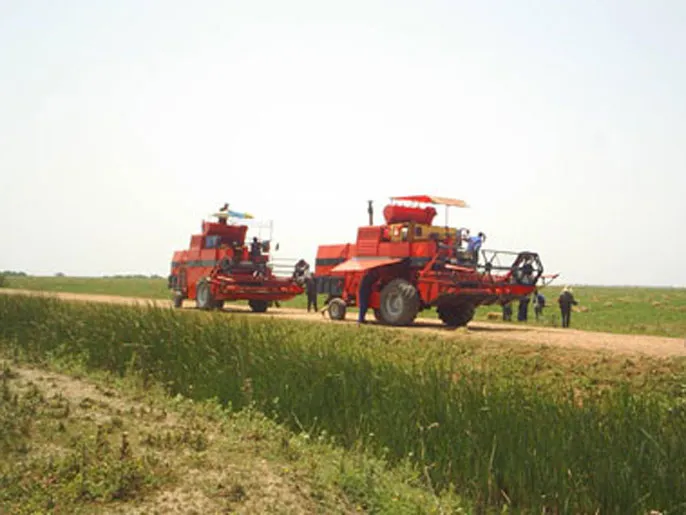 توقعات بانتعاش محصول الحبوب في المغرب بفضل الامطار