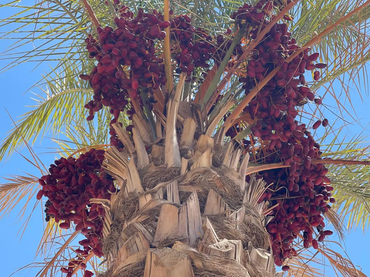 مصر تعزز صدارتها العالمية في انتاج التمور