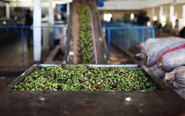 متخصصون: تراجع إنتاج زيت الزيتون في 2025 يستدعي إعداد خطة استباقية للموسم المقبل