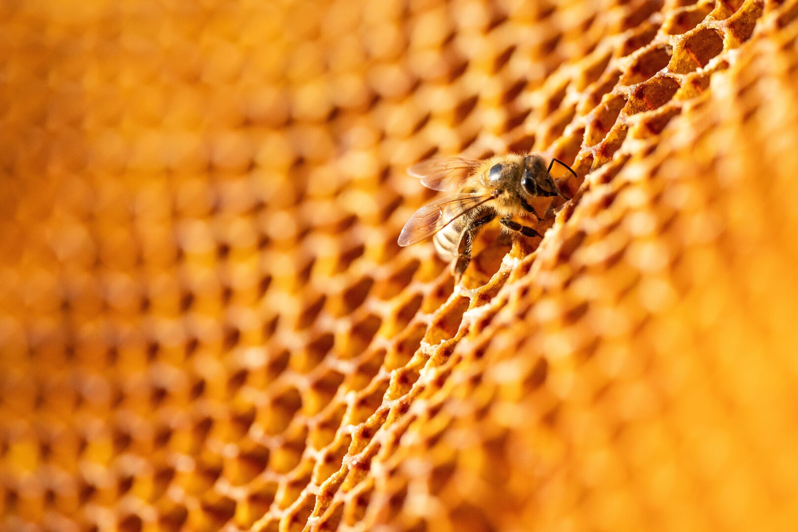 هجرة النحل في لبنان: خطة طارئة لحماية المناحل من خطر الحرب