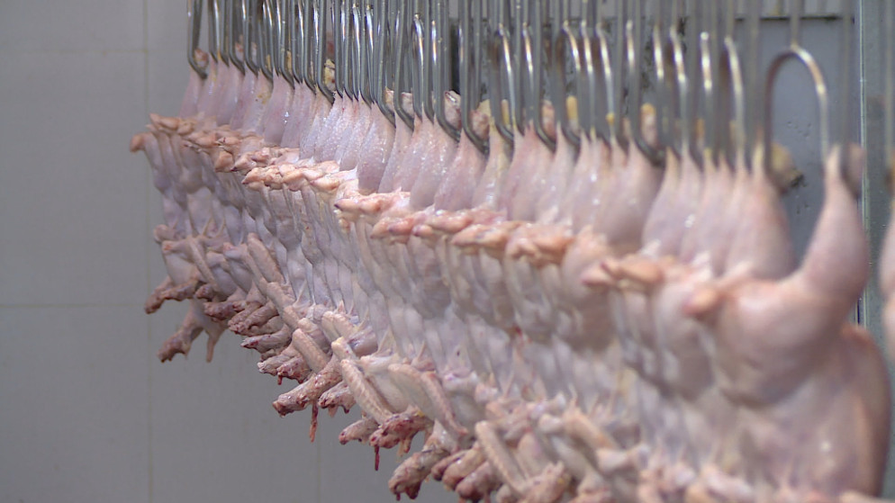 الزراعة: أسعار الدواجن في الأردن الأقل إقليميا رغم التحديات العالمية