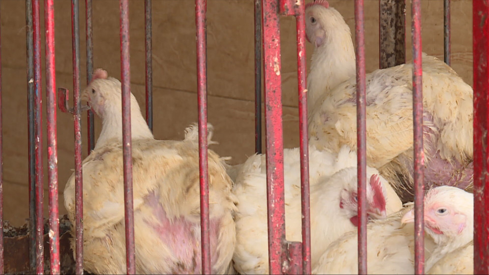 استقرار أسعار الدواجن في الأردن رغم ارتفاع الاستهلاك في رمضان