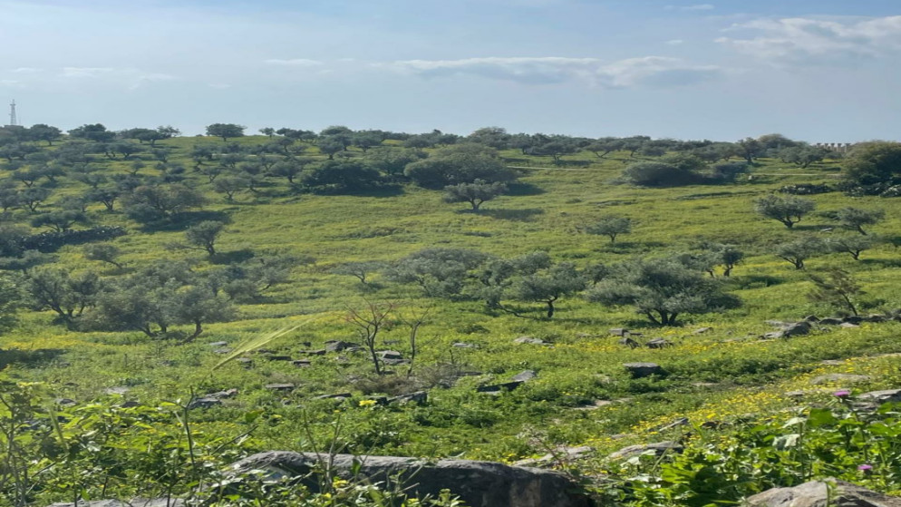 زراعة المزار الشمالي: وفرة الأمطار تدعم القطاع الزراعي