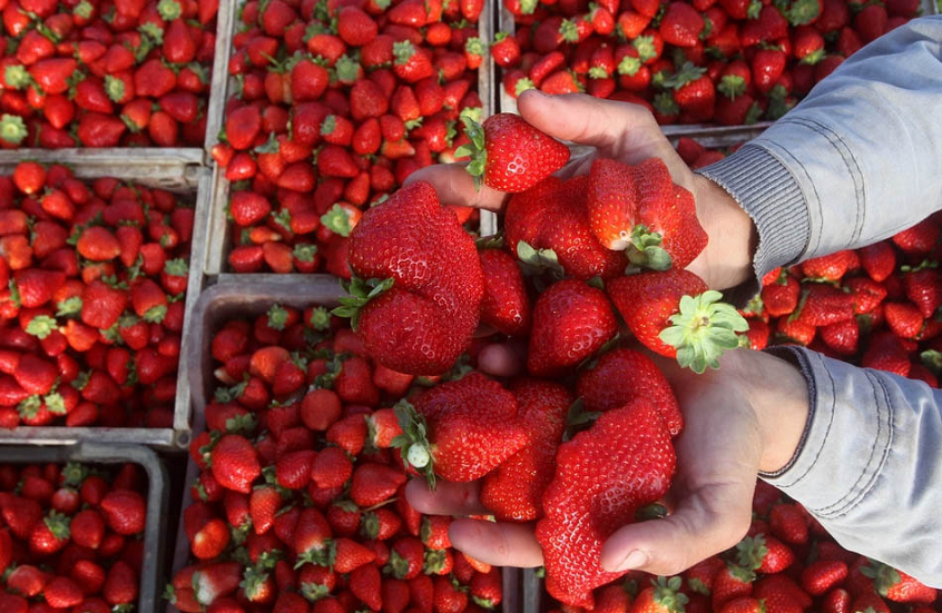 مصر تنفي وجود فراولة مسرطنة مصدرة للخارج وتؤكد سلامة المحاصيل