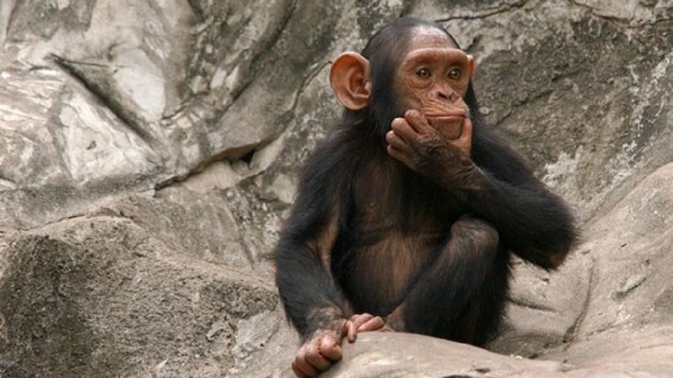 اكتشاف اثري في مصر يكشف اقدم الرئيسيات على وجه الارض