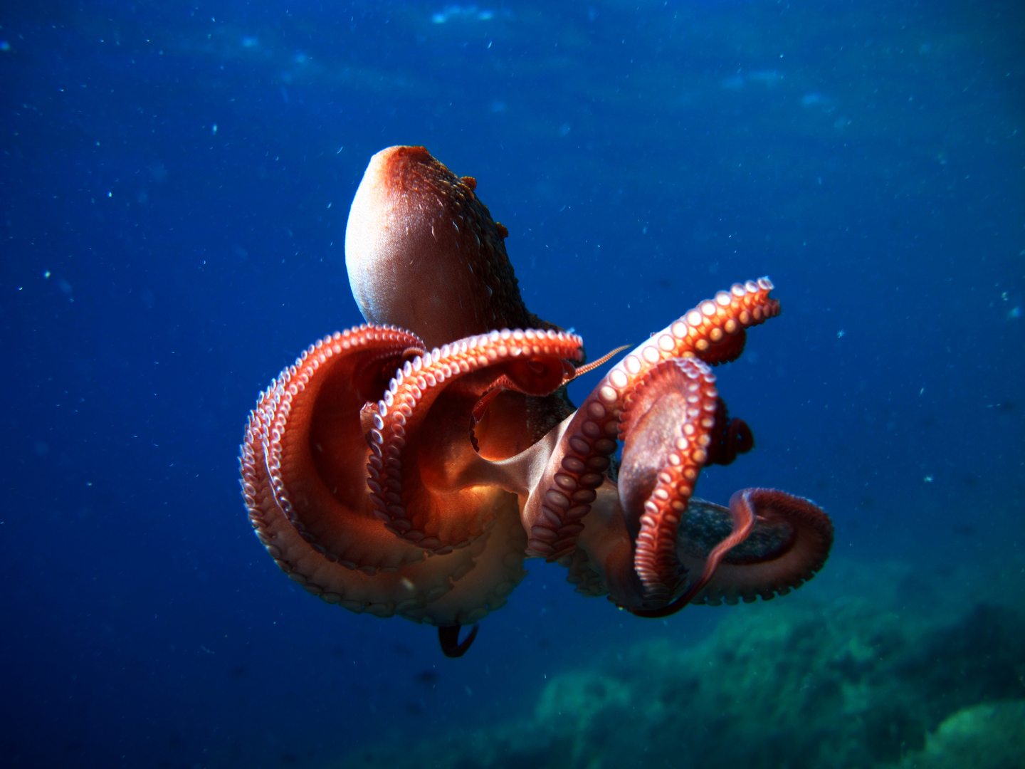 اكتشاف مذهل: ذراع الاخطبوط الحساسة تقود عملية التخصيب دون رؤية