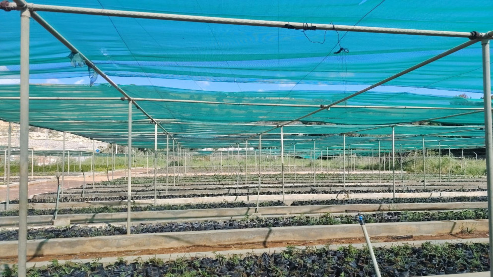 مشتل فيصل الزراعي يستخدم تقنيات حديثة لزيادة الإنتاج إلى 800 ألف شتلة سنوياً