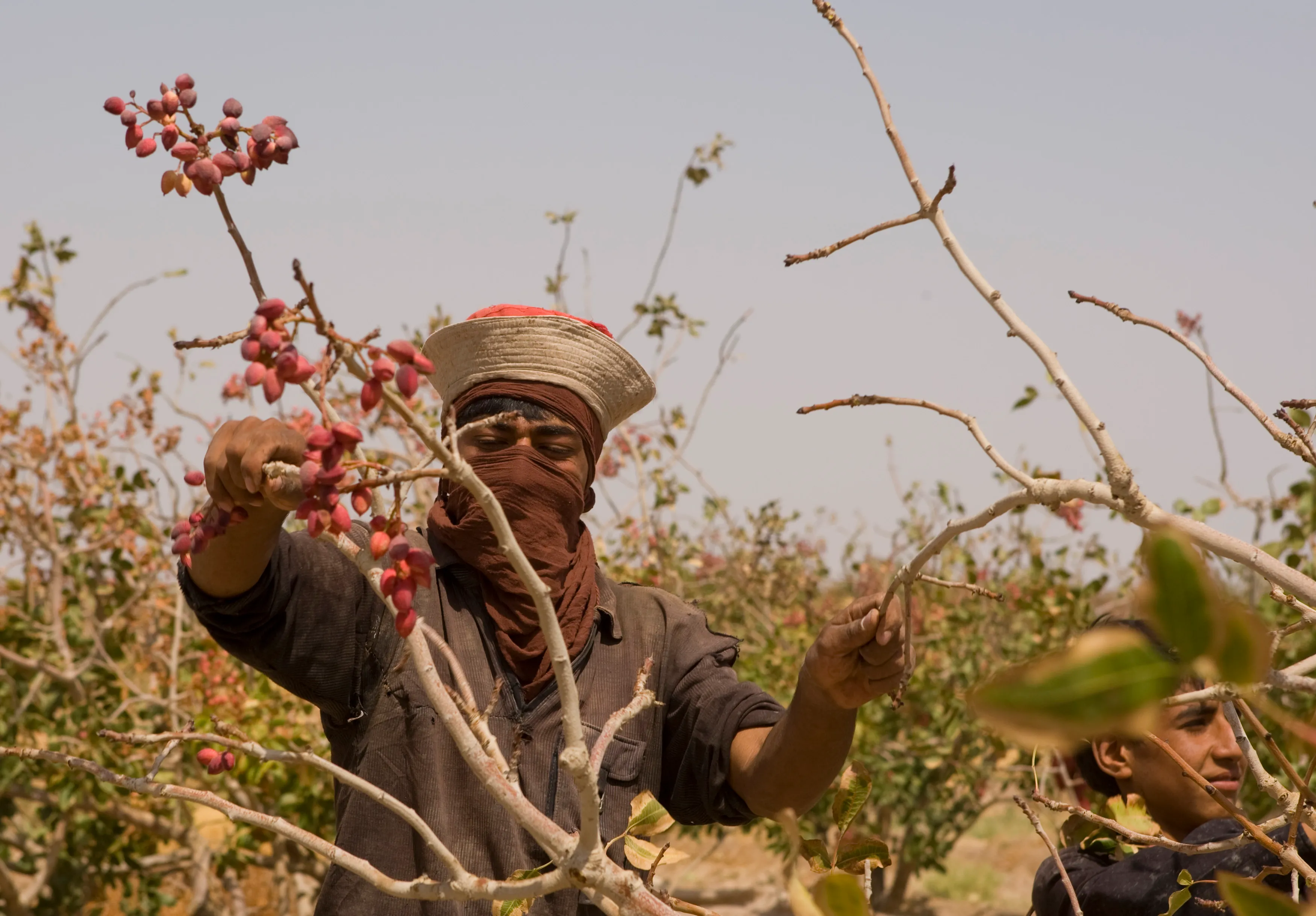 ارتفاع أسعار الفستق بسبب الحرب الأمريكية الإسرائيلية على إيران
