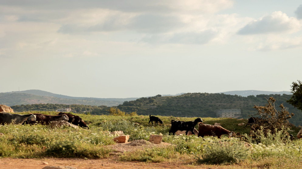 ارتفاع درجات الحرارة في الاردن مع طقس مشمس ولطيف