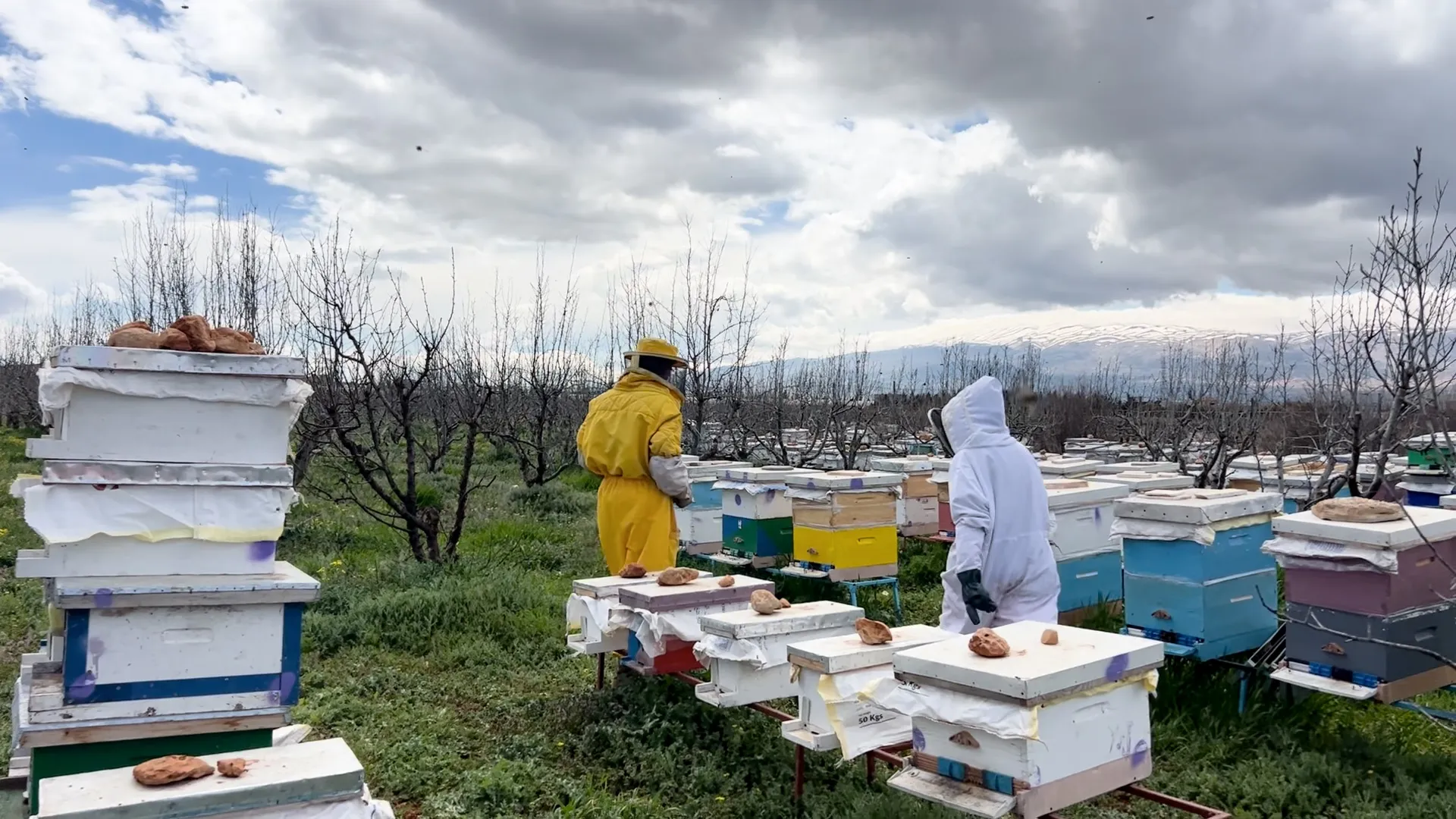 النحالون في لبنان يواجهون تحديات الحرب وتأثيراتها القاسية على قطاع النحل
