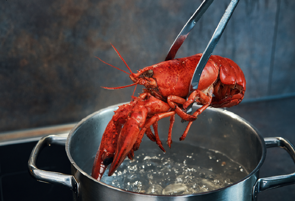 جدل حول سلق جراد البحر حيا وتأثيراته على الإحساس بالألم