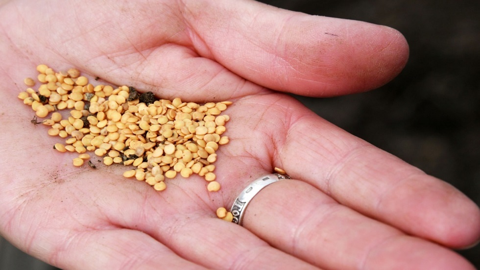 تحذيرات من غياب بنوك الجينات النباتية وتأثيراتها على الأمن الغذائي العالمي