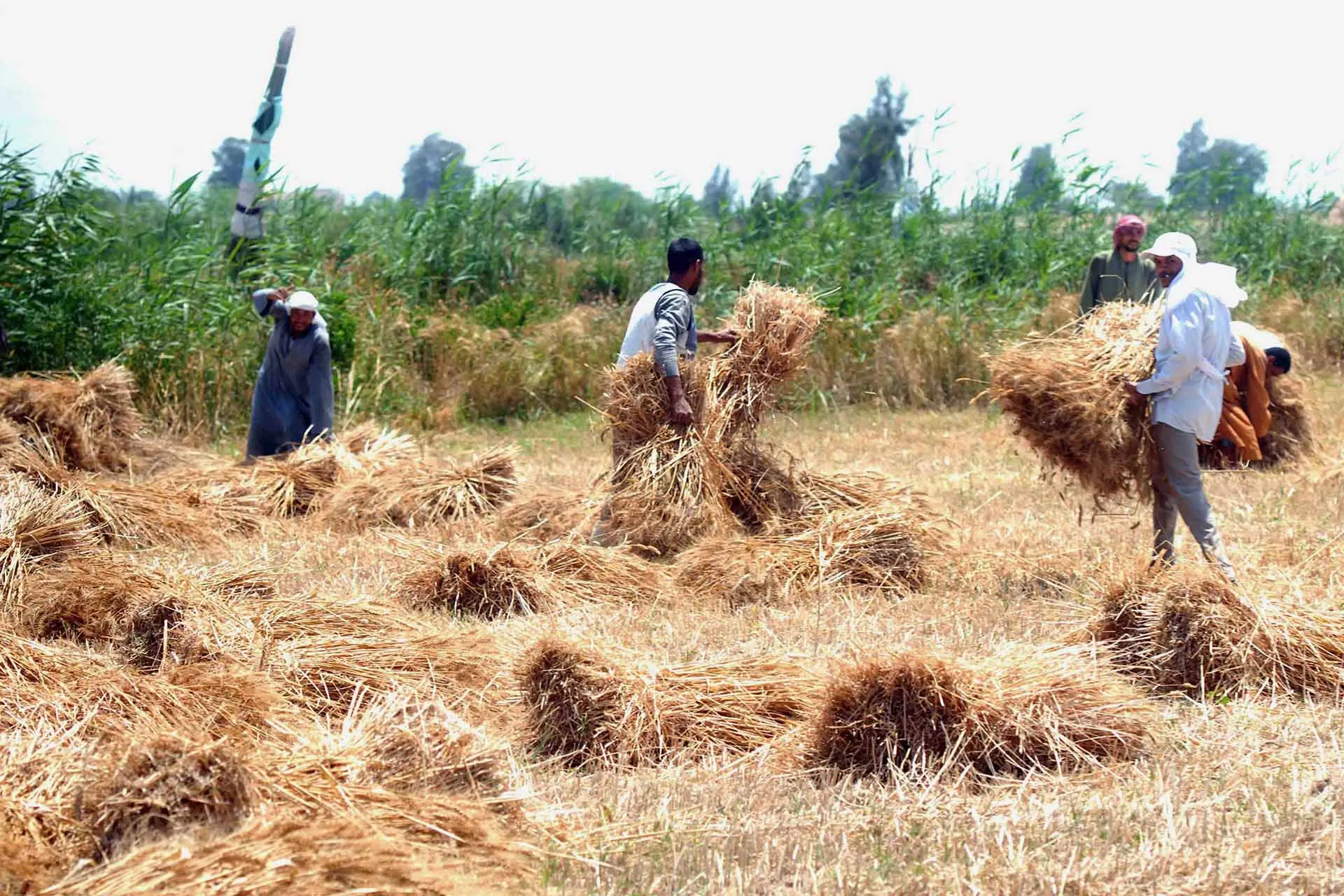 أفريقيا تواجه أزمة غذائية حادة نتيجة صراعات الشرق الأوسط