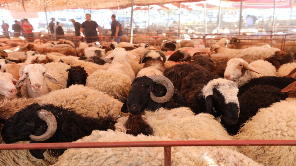 تجار جرش يطالبون بسوق حلال لدعم الثروة الحيوانية