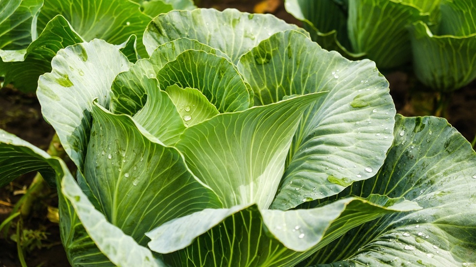 نباتات الكرنب تسهم في تنظيف التربة واستخراج معادن ثمينة