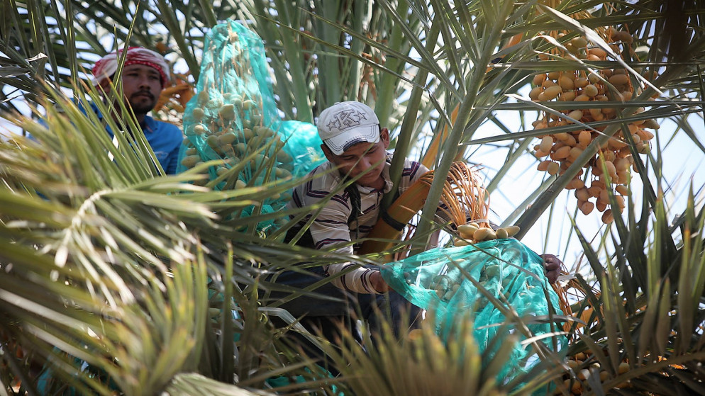 حملة لمكافحة سوسة النخيل في الأزرق لحماية الإنتاج الزراعي