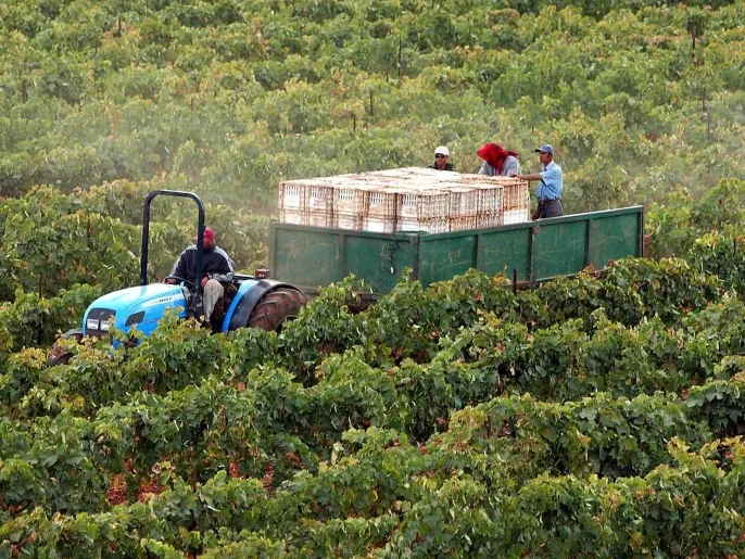 المغرب يتوقع زيادة إنتاج الحبوب إلى 9 ملايين طن بفضل الأمطار الغزيرة