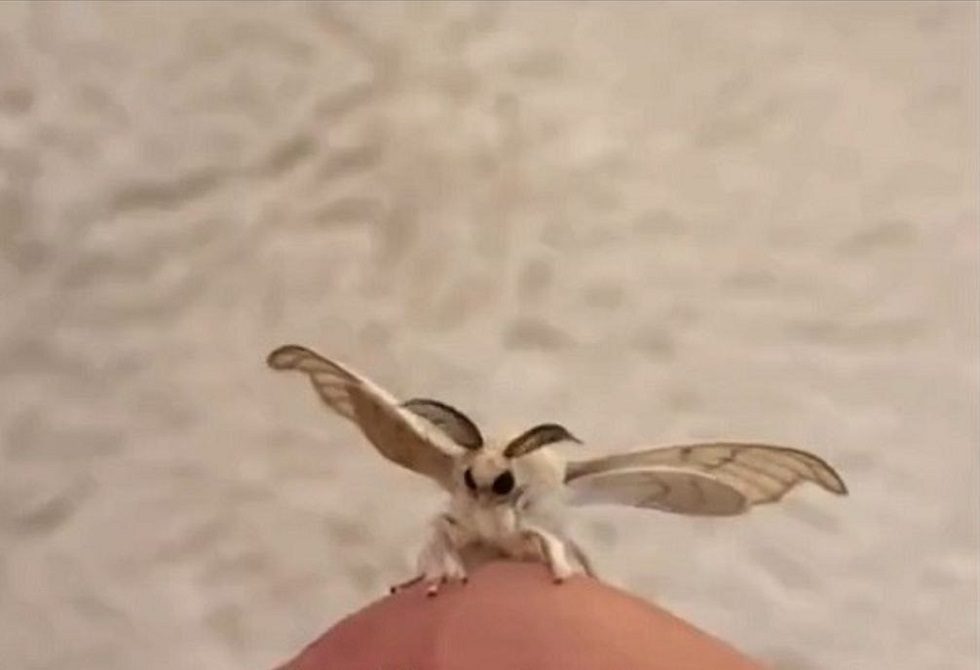 تحذيرات من انتشار الدودة المجنونة في كولورادو وتأثيرها على التربة