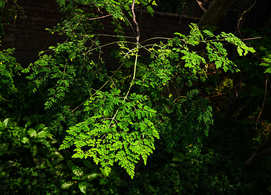 المورينغا كحل فعال لتنقية المياه من التلوث البلاستيكي