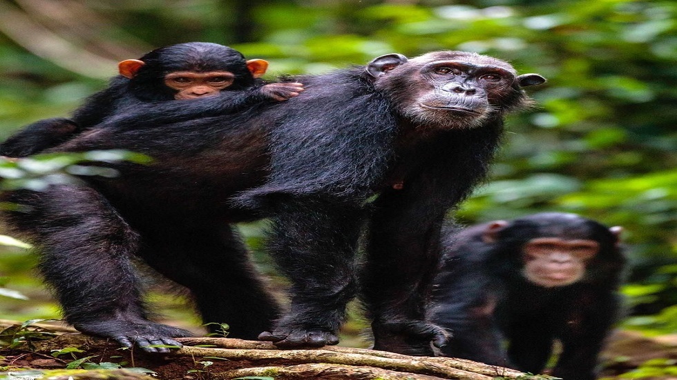 اكتشاف سلوك طبي متقدم لدى الشمبانزي في أوغندا