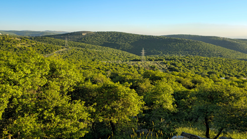 وزير الزراعة يؤكد أهمية حماية الثروة الحرجية في البلقاء