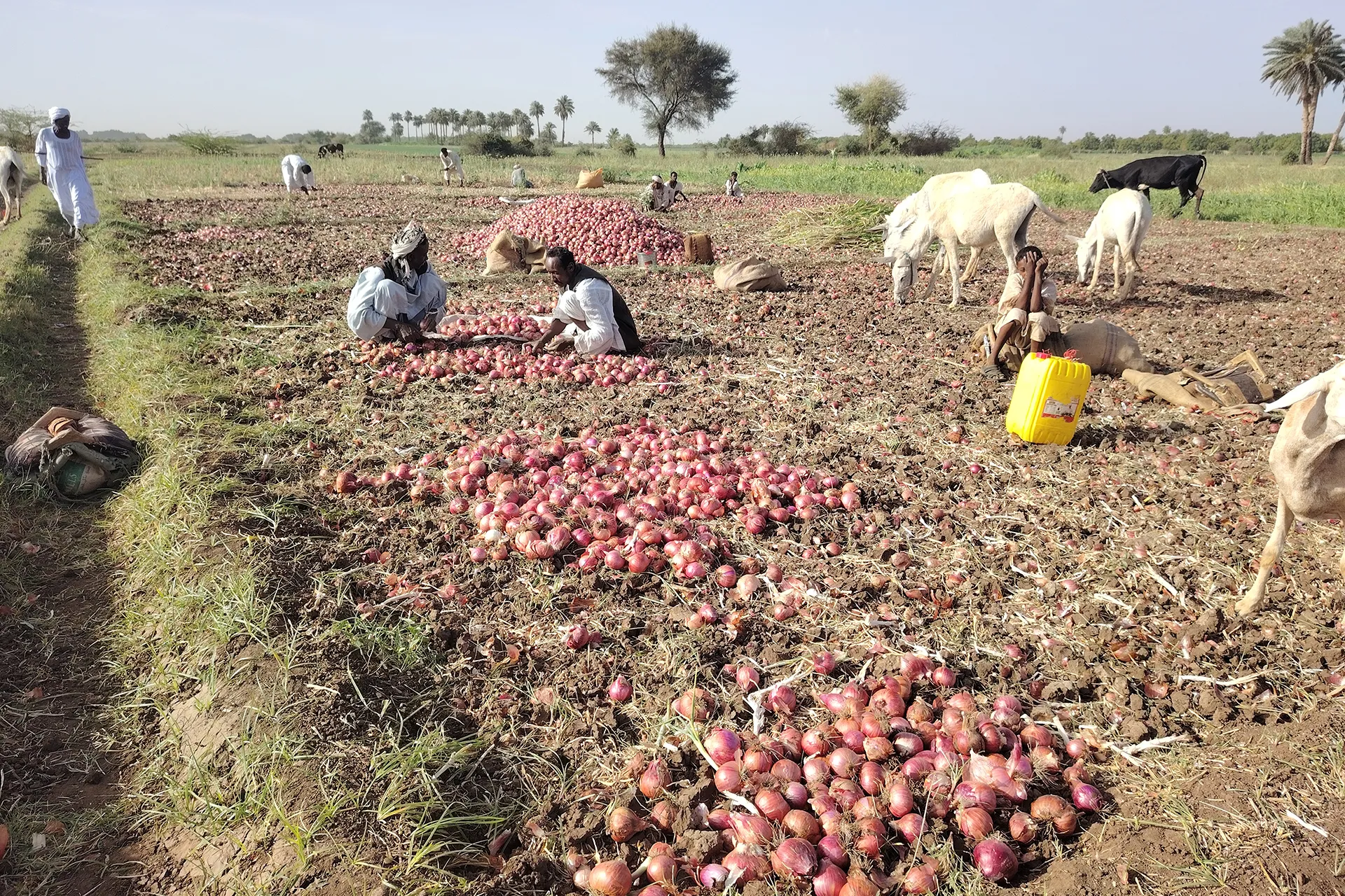 تأثير الحرب على الزراعة في السودان يهدد موسم المحاصيل الصيفية
