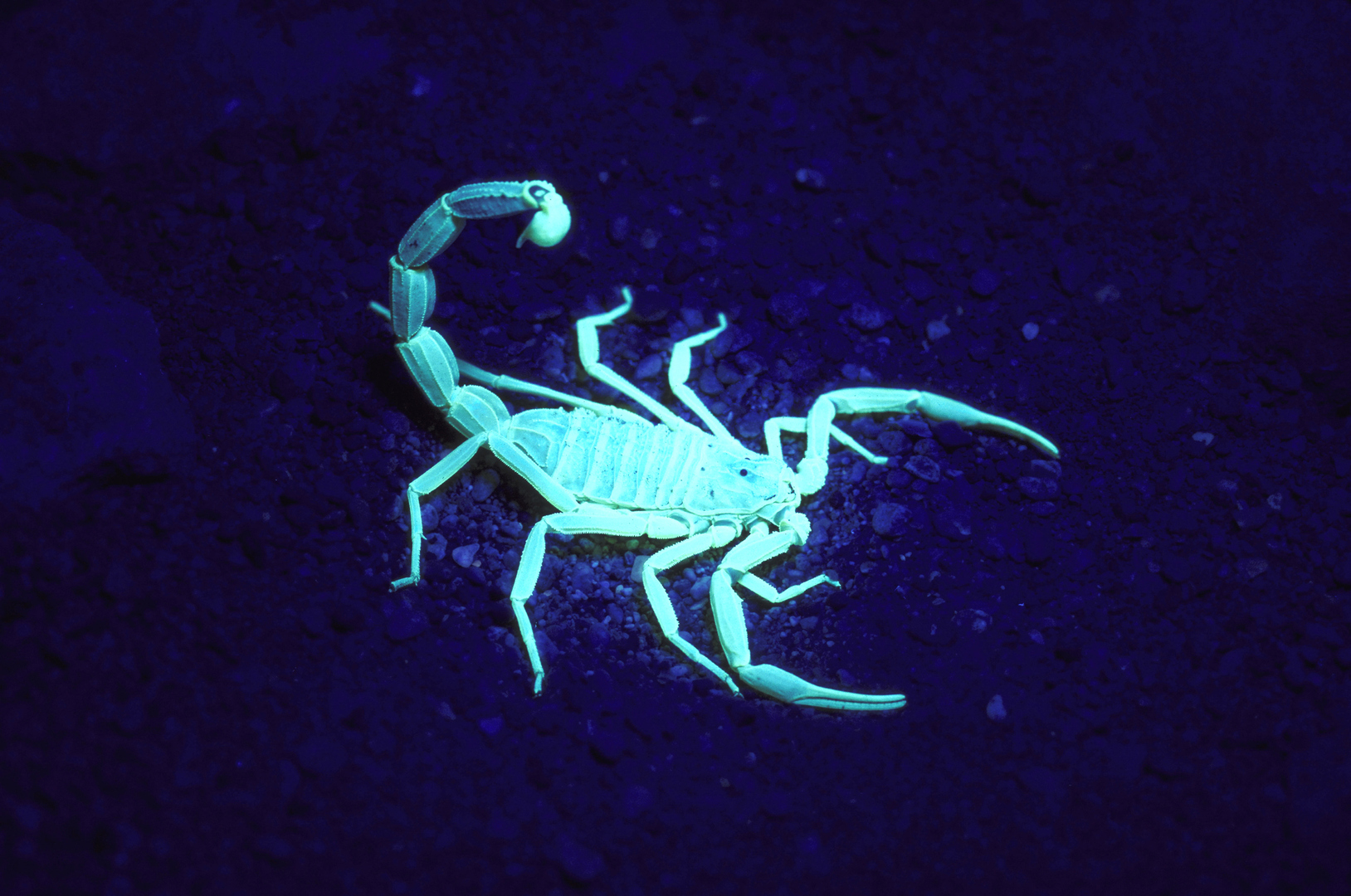العقارب تعزز قوتها بأسلحة معدنية مذهلة