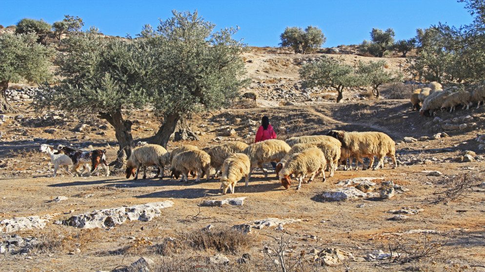 مستوطنون يهاجمون كفر مالك ويسرقون أغنام فلسطينية