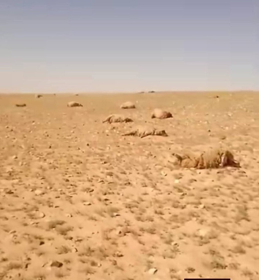 {title}
