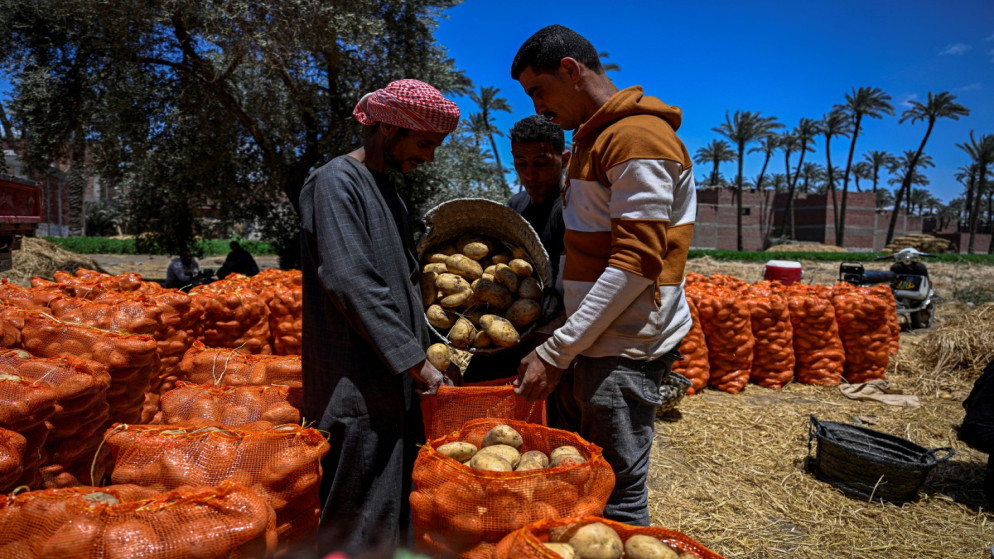 مزارعون في مصر يواجهون ضغوطا اقتصادية بسبب ارتفاع أسعار الأسمدة والطاقة