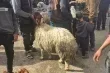 غزة تواجه عيد الأضحى بأعلى أسعار الأضاحي في العالم