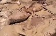 نفوق أغنام في السودان نتيجة تلوث بيئي بسبب التعدين العشوائي