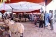 ارتفاع أسعار الأضاحي في ليبيا يثقل كاهل الأسر مع اقتراب عيد الأضحى
