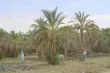 مزارعو الشمالية في السودان يواجهون أزمة كهرباء تهدد محاصيلهم
