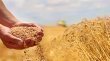 حصاد 40 من محاصيل الكرك يثير قلق المزارعين بسبب ضغط الاستلام