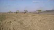 ازمة الوقود تلاحق موسم حصاد القمح في روسيا وتهدد الامن الغذائي العالمي