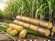 فوائد قصب السكر الصحية وقيمته الغذائية العالية