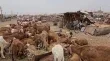 سوق قندهار للماشية في السودان يستعيد حيويته بعد دمار الحرب
