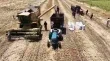 سوريا تحقق اكتفاء ذاتيا من القمح وتتجاوز مرحلة الاستيراد