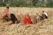 مصر تختتم موسم توريد القمح المحلي بحصيلة تقترب من المستهدف