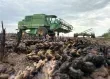ازمة القمح العالمية تتفاقم مع تصاعد هجمات البحر الاسود وتهديد الامن الغذائي