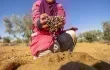 قفزة قياسية في صادرات زيت الزيتون التونسي تتجاوز 1.6 مليار دولار
