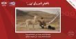 لجنة السينما في 