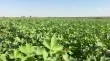ازمة القطن في الرقة تشتد مع ارتفاع تكاليف الانتاج وغياب التسعيرة الرسمية