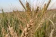 ازمة القمح في ايران تداعيات تاخر مستحقات المزارعين قبل بدء الموسم الجديد