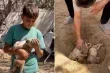 كارثة انسانية وبيئية في غزة نفوق اشبال اسود بسبب الحصار