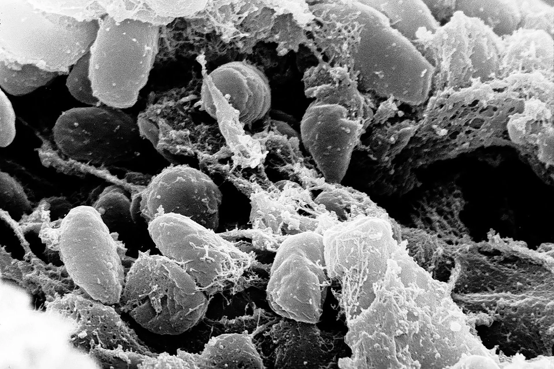 {title}